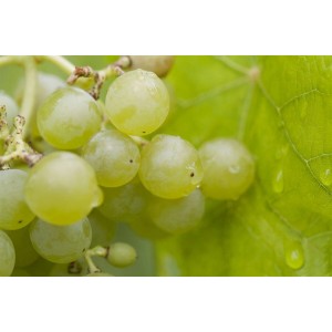 Nahaufnahme der hellgrünen Trauben der Vitis Vinifera Romulus Weinrebe mit Wassertropfen.