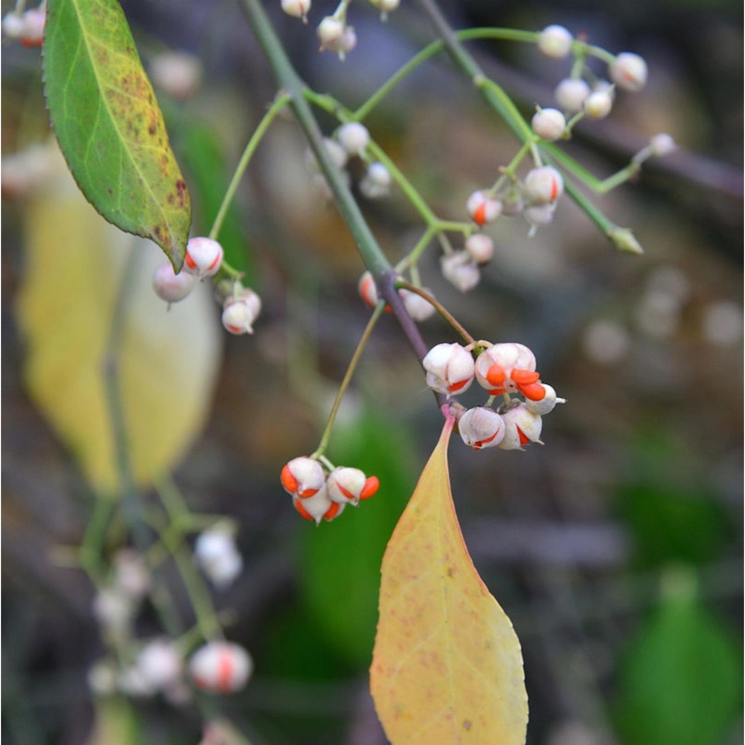 Kriechspindel Vegetus 80-100cm - Euonymus fortunei günstig online kaufen