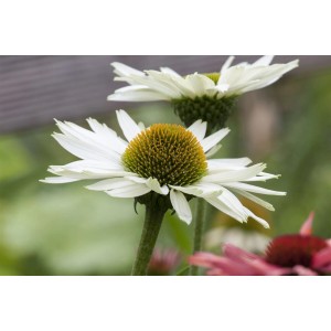 Nahaufnahme einer weißen Echinacea Purpurea Virgin Staude im 11x11 cm Topf.
