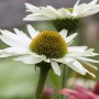 Nahaufnahme einer weißen Echinacea Purpurea Virgin Staude im 11x11 cm Topf.