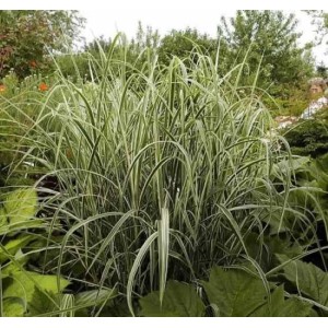 Chinaschilf 'Variegatus' (Miscanthus sinensis) im Garten, Ziergras mit weiß-grünen Blättern.
