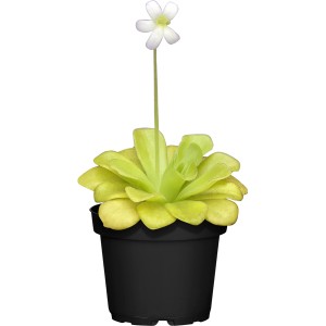 Fettkraut Pinguicula im Topf, fleischfressende Pflanze mit weißer Blüte.