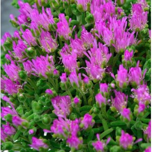 Nahaufnahme der Mittagsblümchen Jewel of Desert Opal (Delosperma) mit magenta Blüten.