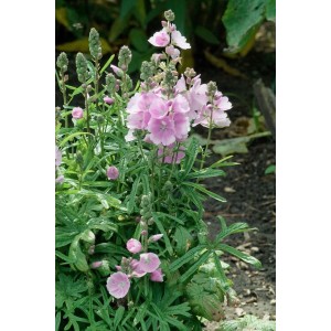 Zartrosa Stockrose 'Parkfrieden' im Topf, eine blühende Zimmerpflanze für Beet und Garten.