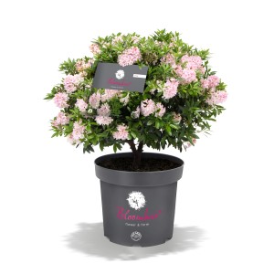 Rosa Bloombux® Rhododendron im Topf, ca. 30-40 cm hoch. Immergrüne Alternative zum Buchsbaum.