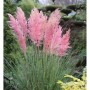 Pampasgras Rosea (Cortaderia selloana) mit rosa Blütenständen im Garten.