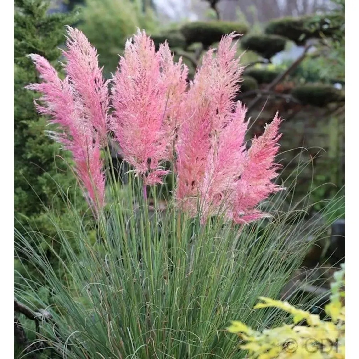 Pampasgras Rosea (Cortaderia selloana) mit rosa Blütenständen im Garten.