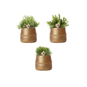 Kolibri Greens Pflanzenset mit 3 Rhipsalis-Mischungen in goldenen Keramiktöpfen, Topfgröße 9cm.