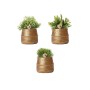 Kolibri Greens Pflanzenset mit 3 Rhipsalis-Mischungen in goldenen Keramiktöpfen, Topfgröße 9cm.
