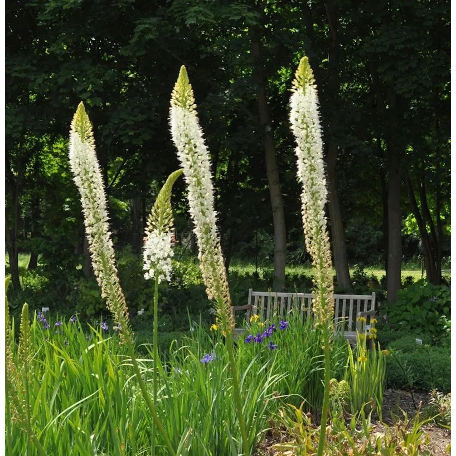 Gelbe Steppenlilie - Eremurus stenophyllus