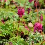 Tränendes Herz 'Valentine': Staude mit roten, herzförmigen Blüten im Gartenbeet.