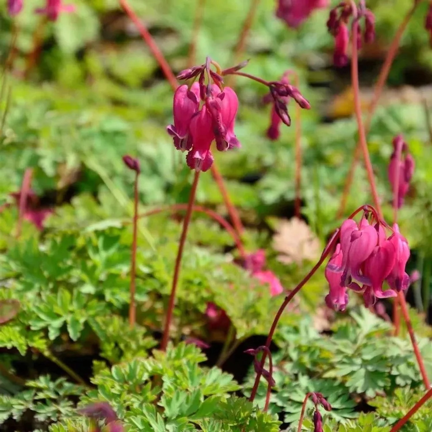Tränendes Herz 'Valentine': Staude mit roten, herzförmigen Blüten im Gartenbeet.
