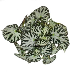 Exotenherz Blattbegonie Silver Jewel im 12cm Topf, Blattschmuckbegonie mit silber-grünen Blättern.