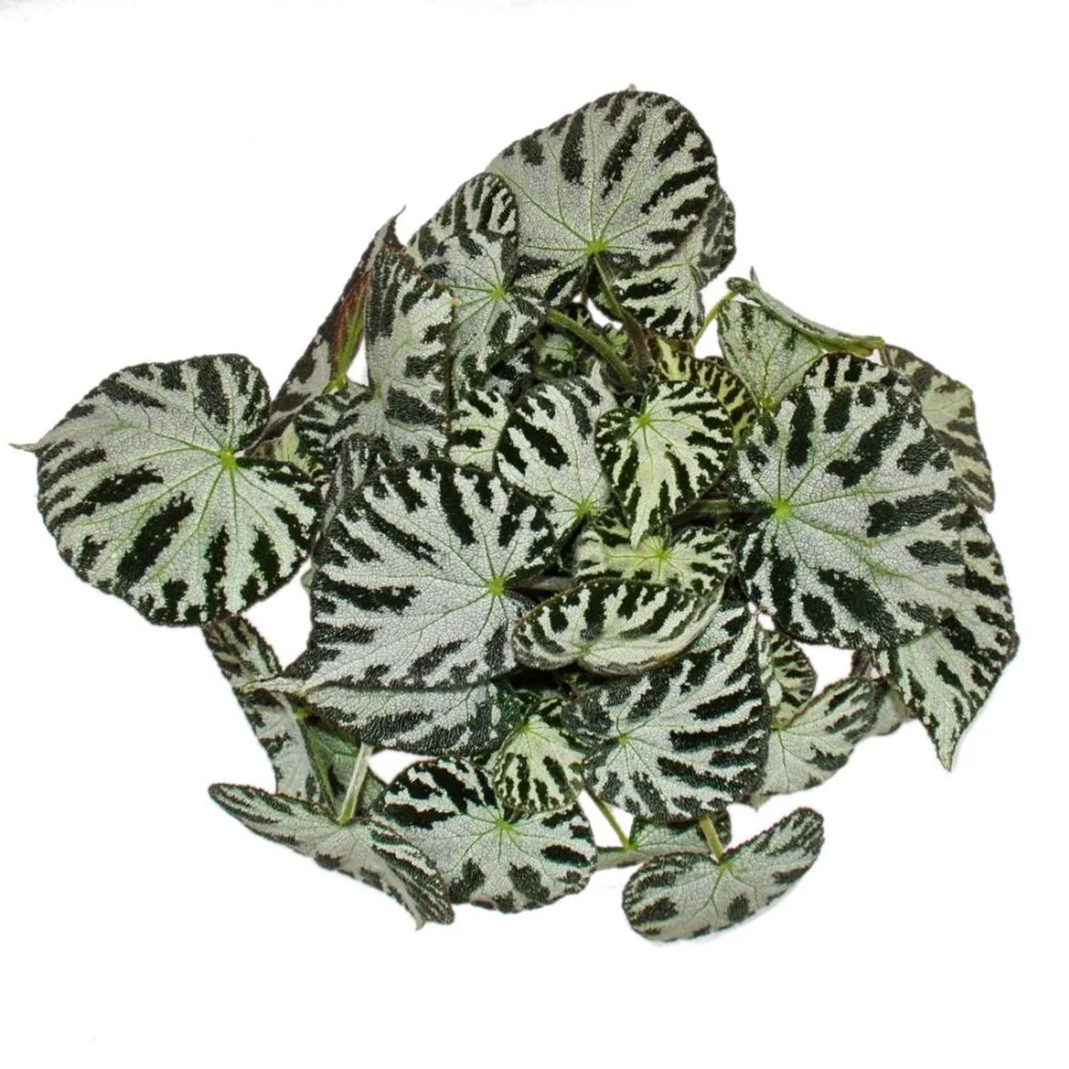 Exotenherz Blattbegonie Silver Jewel im 12cm Topf, Blattschmuckbegonie mit silber-grünen Blättern.