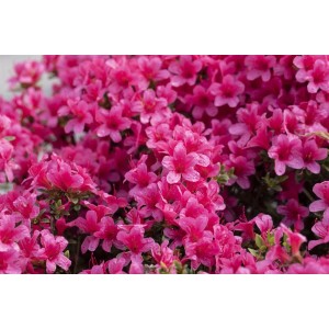Rosa Rhododendron Obtusum Michiko Azalee, blühender Strauch für Garten und Kübel.