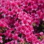 Rosa Rhododendron Obtusum Michiko Azalee, blühender Strauch für Garten und Kübel.