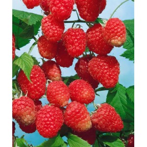 Japanische Erdbeere (Rubus Illecebrosus) mit roten, reifen Früchten und grünen Blättern.