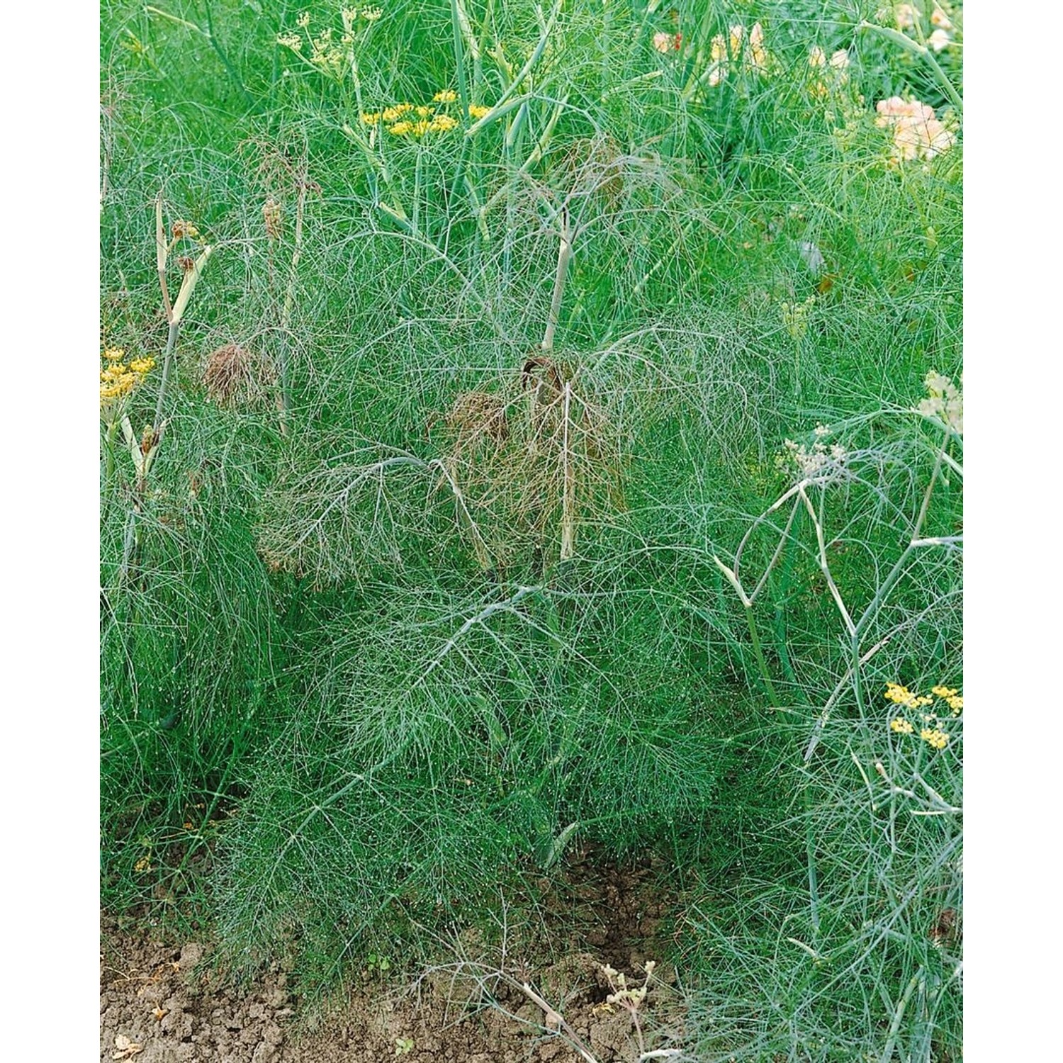 Foeniculum Vulgare Atropurpureum Bronze Fenchel Ca. 9x9 cm Topf günstig online kaufen