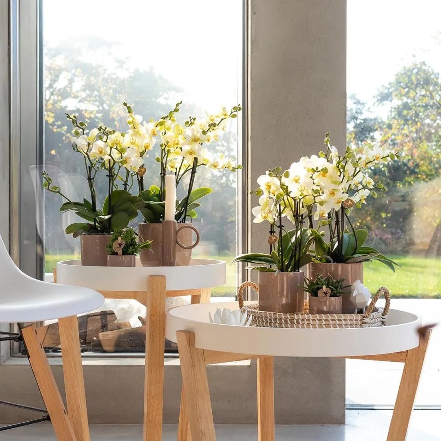 Weiße Kolibri Orchideen Phalaenopsis im Topf auf Beistelltischen vor Fenster.