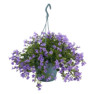 Hängende Glockenblumen-Ampel (Campanula portenschlagiana) mit lila Blüten im Topf, ca. 19 cm Ø.