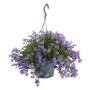 Hängende Glockenblumen-Ampel (Campanula portenschlagiana) mit lila Blüten im Topf, ca. 19 cm Ø.