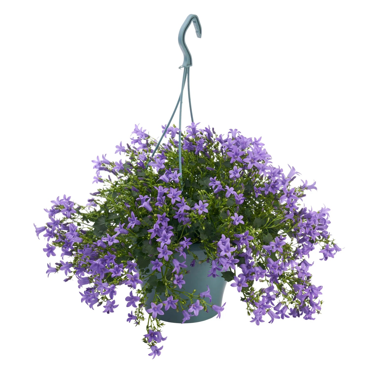 Hängende Glockenblumen-Ampel (Campanula portenschlagiana) mit lila Blüten im Topf, ca. 19 cm Ø.
