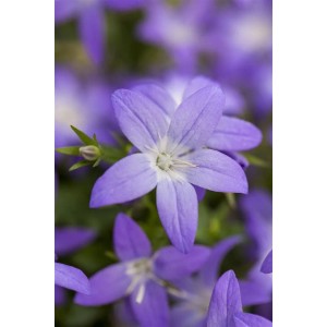 Nahaufnahme der blauen Glockenblume Campanula Garganica im 9x9 cm Topf.