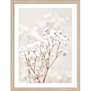Pro Art Bild „Dried Fiber in the wind III“, 40x30 cm, mit zarten, weißen Blüten im Wind.
