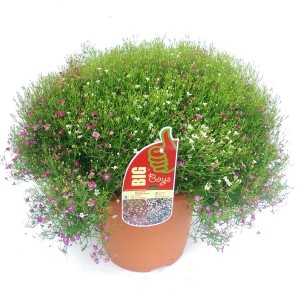 Gipskraut 'Duo' im Topf, rosa-weiße Blüten, ca. 60 cm hoch. Dekorative Gartenstaude für Beet und Kübel.