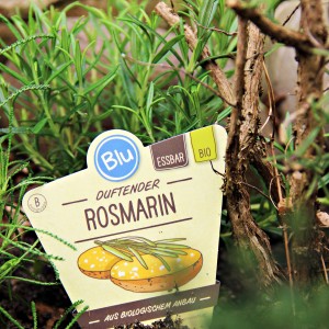 Blu Rosmarin im Topf (Ø 12cm) mit blauem Etikett "Duftender Rosmarin".