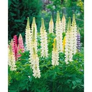 Vielblättrige Lupine 'Fräulein' mit weißen Blütenkerzen im Gartenbeet.