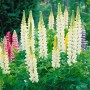 Vielblättrige Lupine 'Fräulein' mit weißen Blütenkerzen im Gartenbeet.