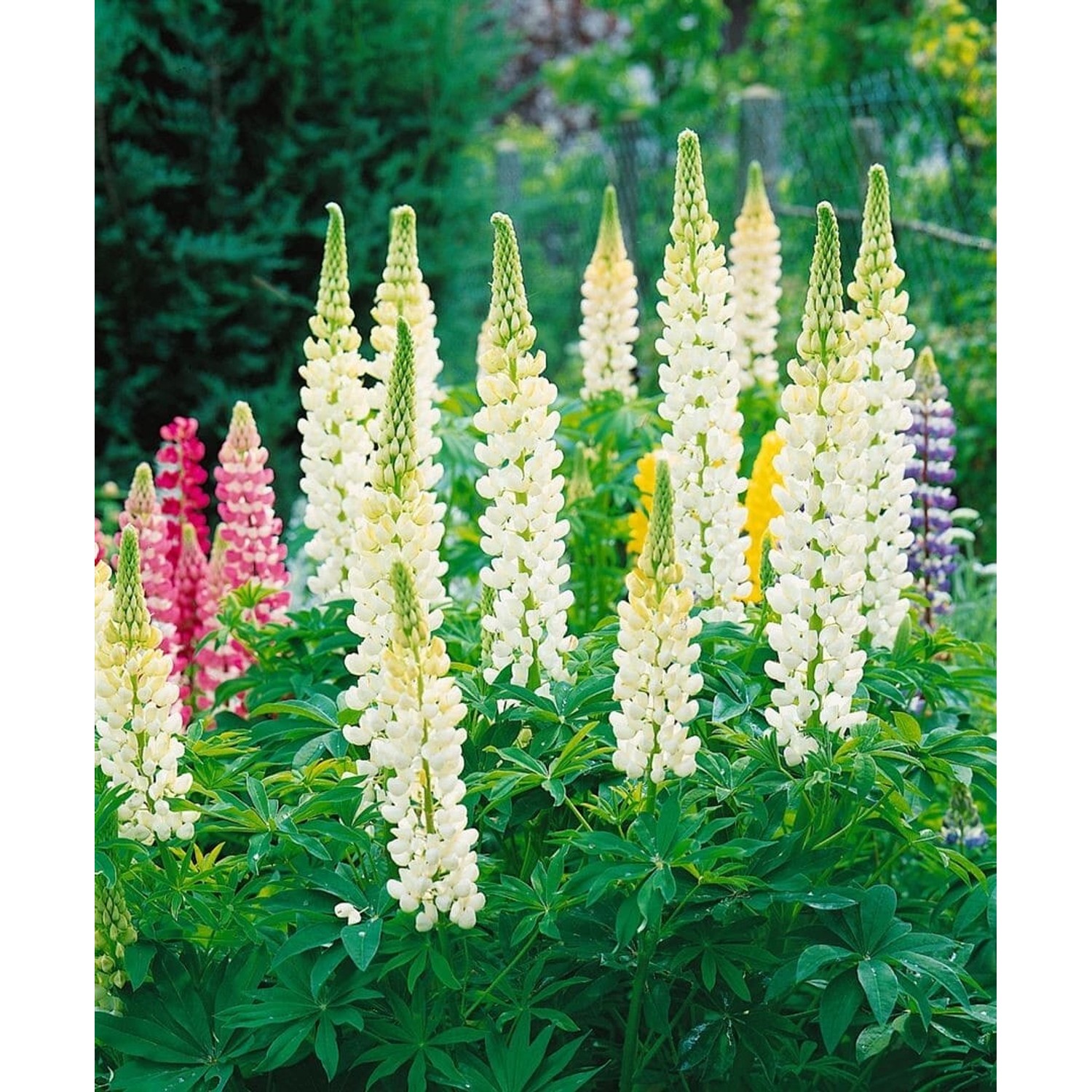 Lupinus Polyphyllus Fräulein Vielblättrige Lupine Ca. 11x11 cm Topf günstig online kaufen