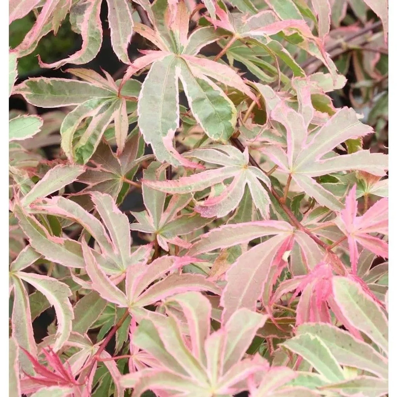 Hochstamm Fächerahorn Shirazz 40-60cm - Acer palmatum