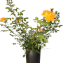 Baumfink Bodendeckerrose Bessy im Topf mit apricotfarbenen Blüten.