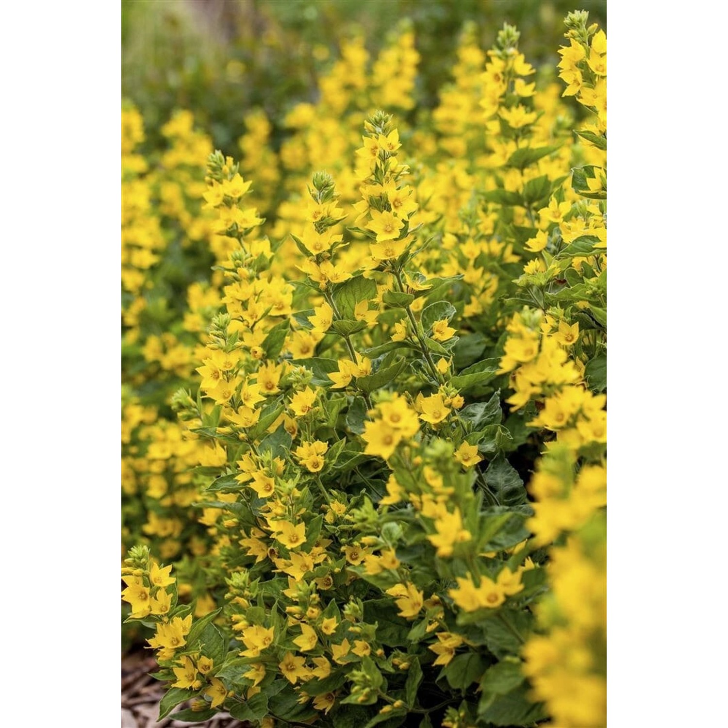 Lysimachia Punctata Goldfelberich Ca. 9x9 cm Topf günstig online kaufen