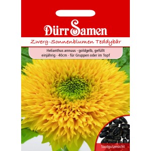 Dürr Samen Sonnenblume Teddybär, goldorange, gefüllte Blüte. Einjährige Blumensamen für Beet und Topf.