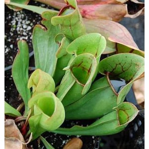 Fleischimanie Sarracenia purpurea: Detailaufnahme der grünen, kelchförmigen Blätter der fleischfressenden Pflanze.