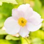 Nahaufnahme einer rosa Herbstanemone Robustissima Blüte mit gelber Mitte.