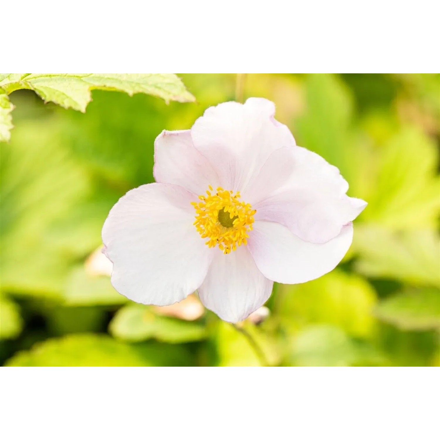 Nahaufnahme einer rosa Herbstanemone Robustissima Blüte mit gelber Mitte.