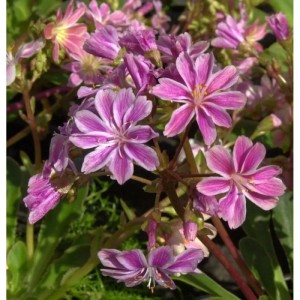 Nahaufnahme der Bitterwurz (Lewisia cotyledon) Staude mit rosa-weiß gestreiften Blüten.