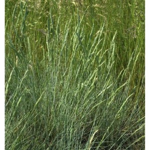 Detailaufnahme von Blauschwingel Harz (Festuca ovina), einer dekorativen Staude für den Garten.