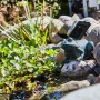 Heissner Teichfigur Frosch Solar Set mit Pumpe im Gartenteich, Wasserfontäne und Solarpanel.