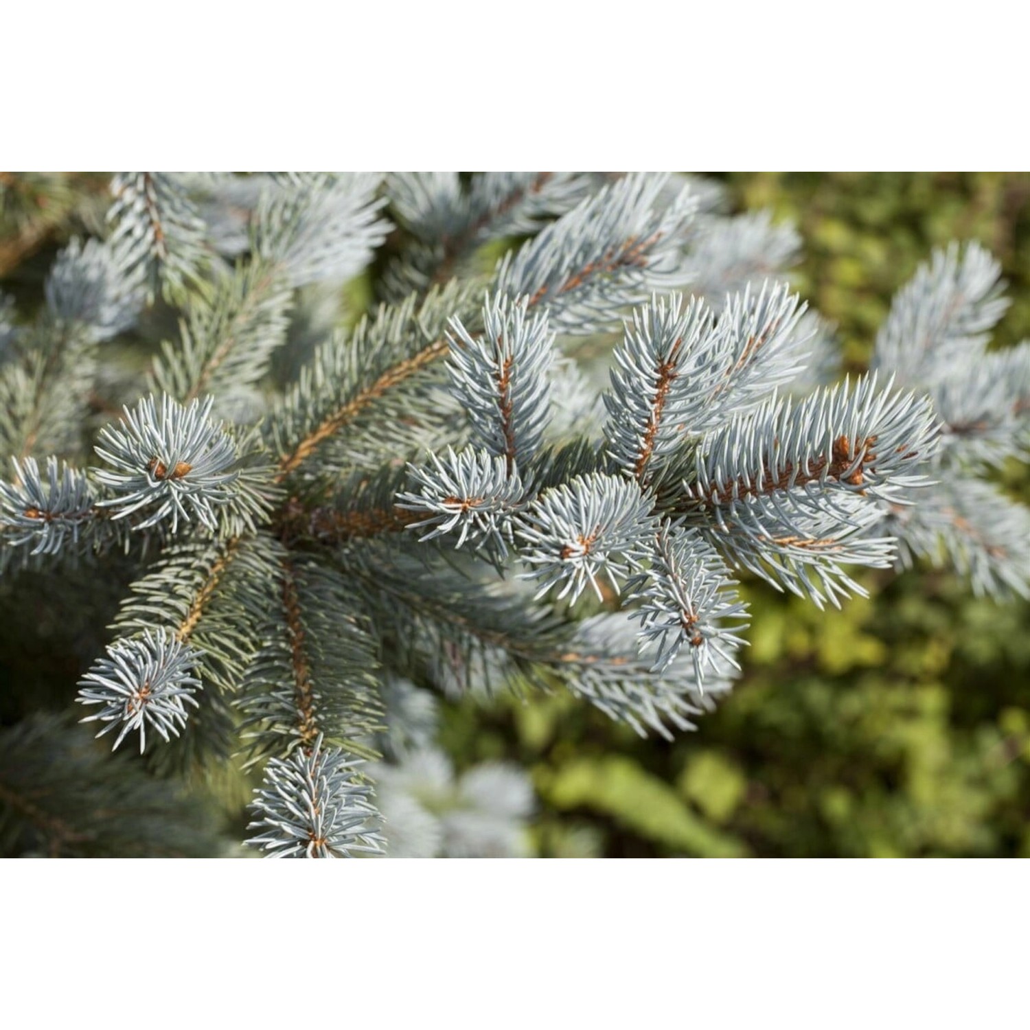 Picea Pungens Blue Mountain Blaufichte 175–200 cm günstig online kaufen