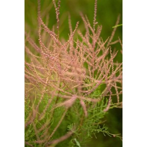 Nahaufnahme der rosafarbenen Blüten der Tamarix Parviflora (Rosarote Tamariske).