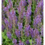 Blühender Salbei 'Rügen' (Salvia nemorosa) im Gartenbeet, mit Bienen.