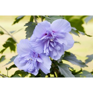 Nahaufnahme des blau blühenden Garten-Eibisch 'Blue Chiffon', 60-80 cm hoch.