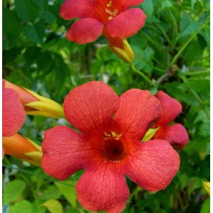 Nahaufnahme der orangefarbenen Blüten der Trompetenblume (Campsis tagliabuana) im Garten.