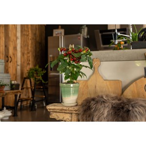 GROW by OBI Tomate 'Pick & Joy' im Topf, ca. 45-55 cm hoch, mit roten Früchten.