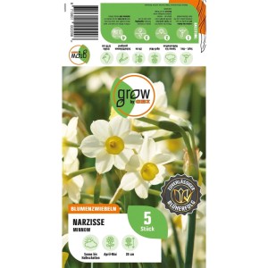 GROW by OBI Narzisse Minnow Gelb-Weiß 5 Stück Narcissus tazetta Minnow